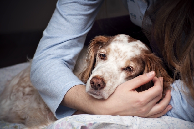 Hund mit Schmerzen wird gestreichelt