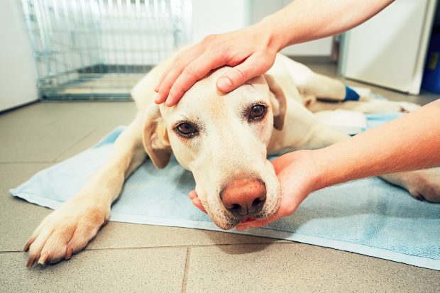 Hund beim Tierarzt