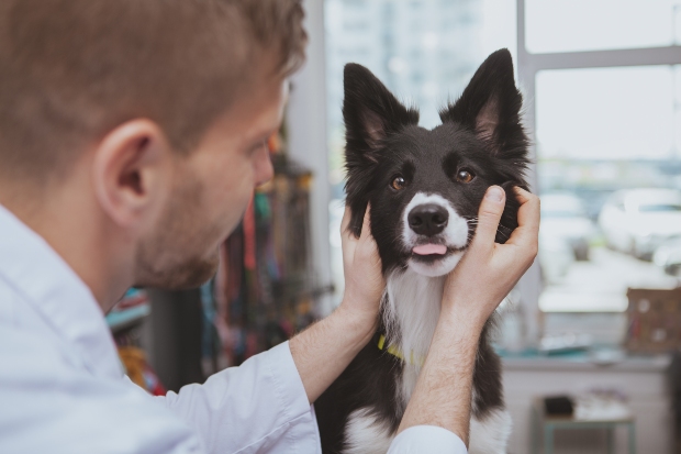 Hund beim Veterinär