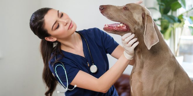 mønster Blåt mærke håber Reflux beim Hund: Sodbrennen als unangenehmes Symptom | Hunde-Kausnacks  Magazin