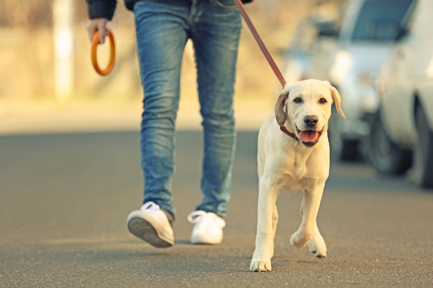 Junger Hund an der Leine