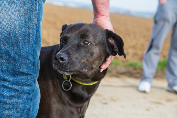 Mann legt seine Hand beruhigend an den Kopf des Hundes