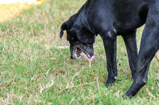 Erbrechen beim Hund kann ein Anzeichen von Reflux sein