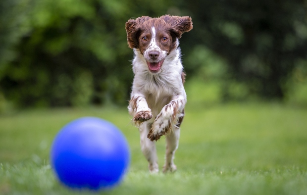 Hund jagd nach Ball