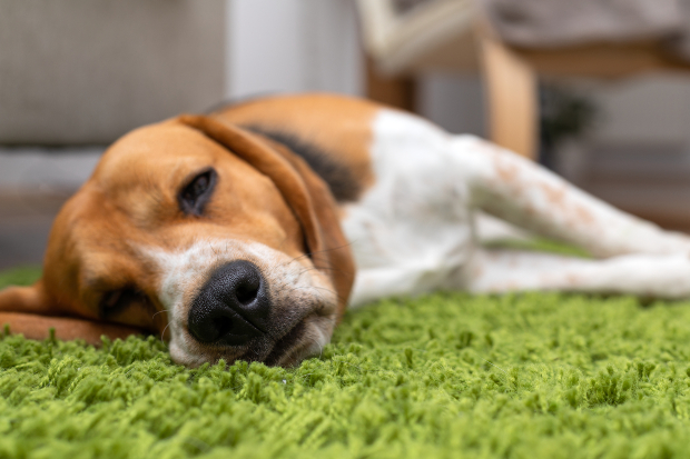 Hund liegt auf Teppich - Reflux bei Hunden