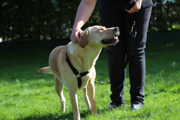 Hund wird gestreichelt - auch so geht Hund motivieren