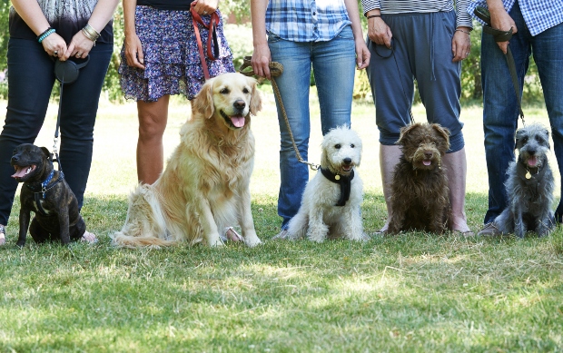 Gruppe von Hunden mit Herrchen