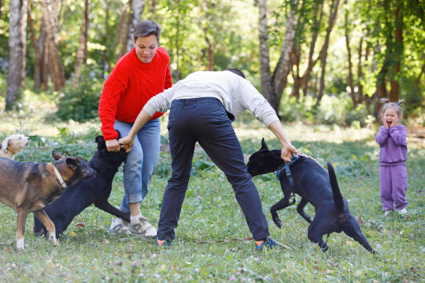 Herrchen und Frauchen trennen 2 aggressive Hunde