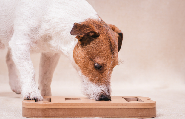 Hund schnüffelt in Holzspielzeug - Intelligenzspiele für Hunde