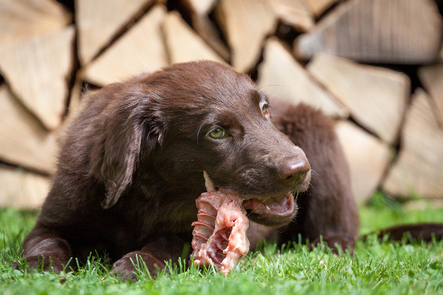 Hund nagt an Knochen - Reh- und Hirschfleisch für Hunde