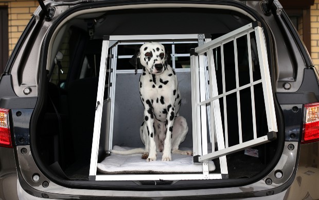 Hund im Kofferraum - Transportboxen im Auto
