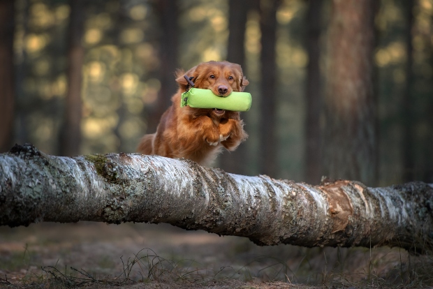 Hund springt über Baumstamm - Hund motivieren ist wichtig