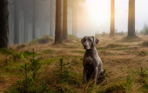 Weimaraner Hund