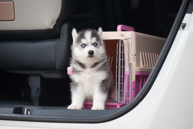 Welpe in Transportbox - Hund im Auto transportieren