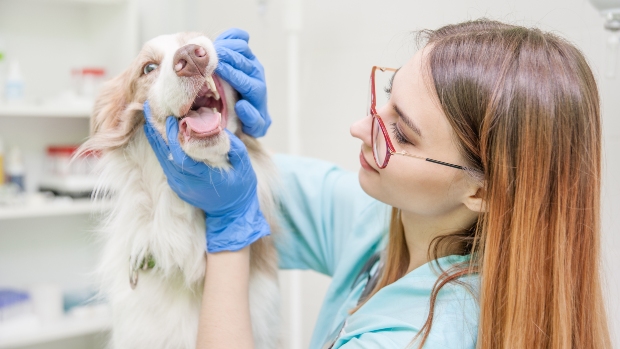 Zahnschmerzen beim Hund HundeKausnacks Magazin