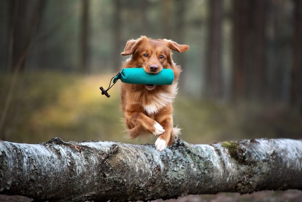 dummy-hund-alternative-gefahr-beim-stoeckchenspiel