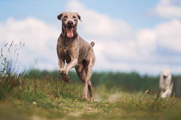 Gesunder Hund springt