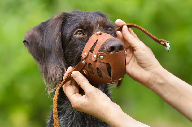 Hund bekommt Maulkorb angelegt