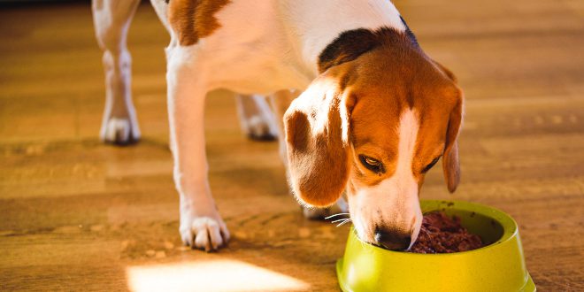 Hund frisst - Reh- und Hirschfleisch