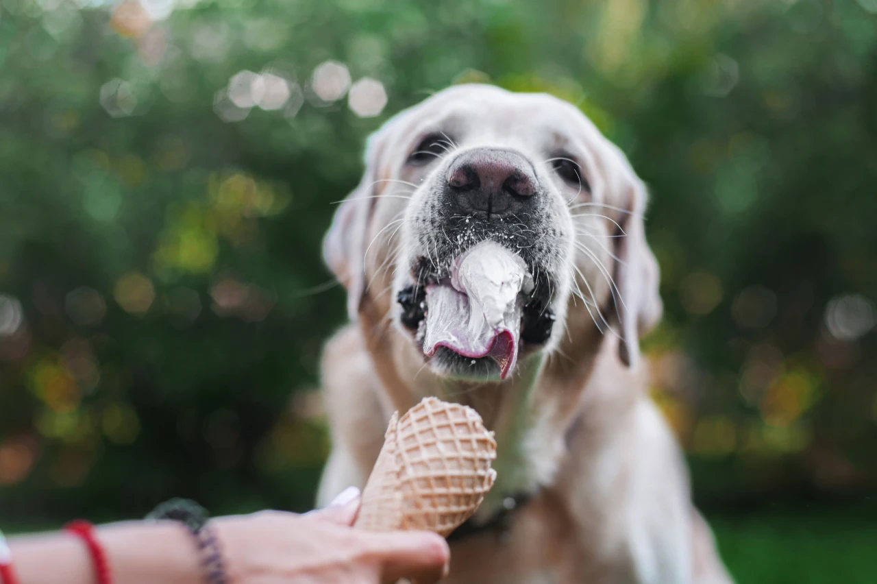 Einmal am Eis geschleckt, ist für Ihren Vierbeiner nicht ungesund oder gefährlich. Die Häufigkeit macht das Gift! Hund schleckt an Eiscreme