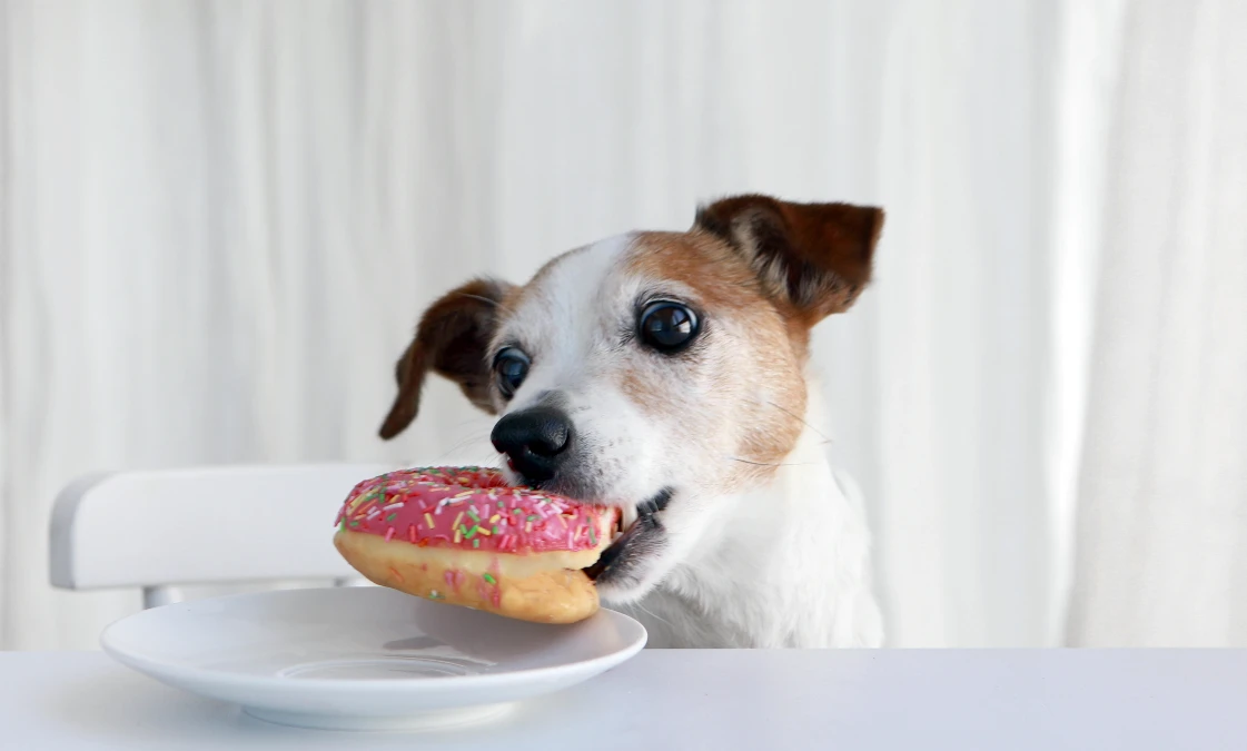 ist-zucker-fuer-hunde-ungesund Hund isst Donut vom Teller – Ist Zucker für Hunde ungesund?