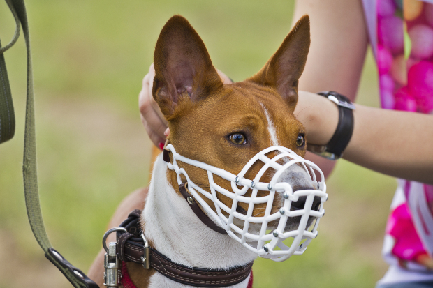 Frau legt Hund Maulkorb an