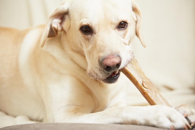 Welche Knochenarten für Hunde? HundeKausnacks Magazin