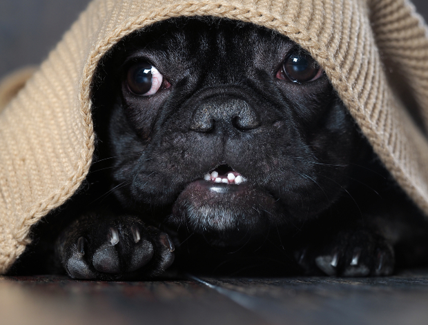 verängstigter Hund kauert unter einer Decke - Auslöser von Reflux bei Hunden