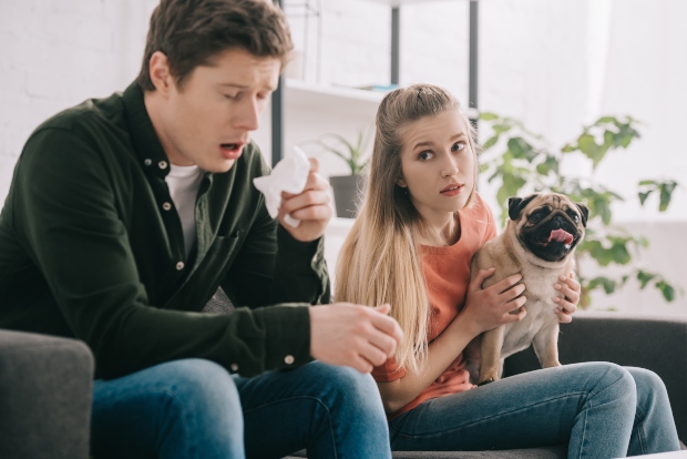 Hund im Büro - Mann reagiert allergisch mit Schnupfen