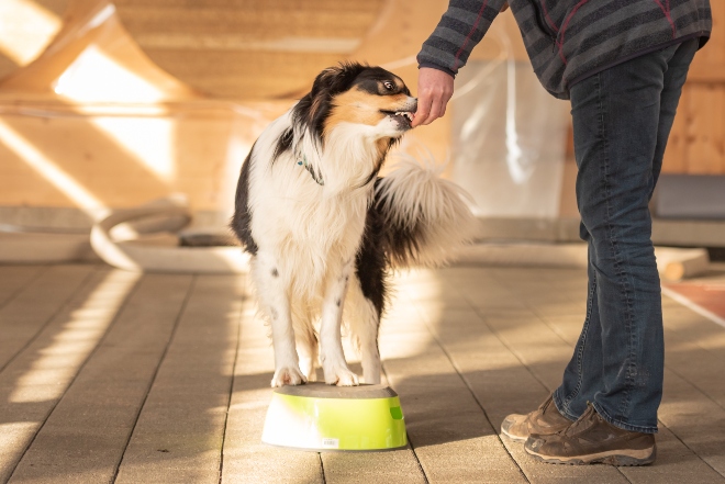 ein Hund wird mittels Hundekausnacks trainiert - Hund drehen beibringen