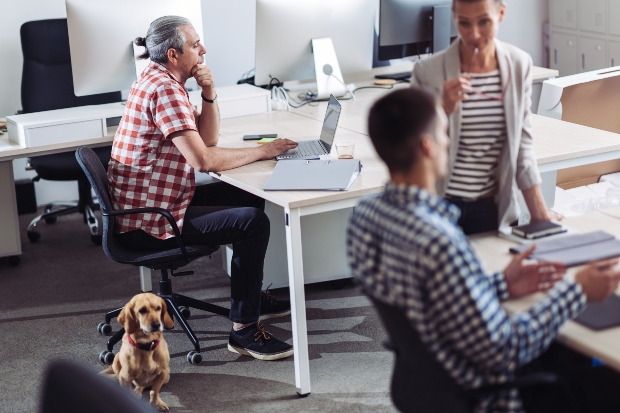 Hund im Büro HundeKausnacks Magazin