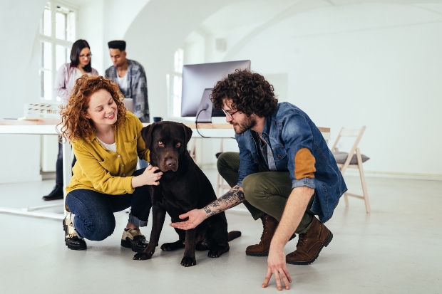 Hund im Büro HundeKausnacks Magazin
