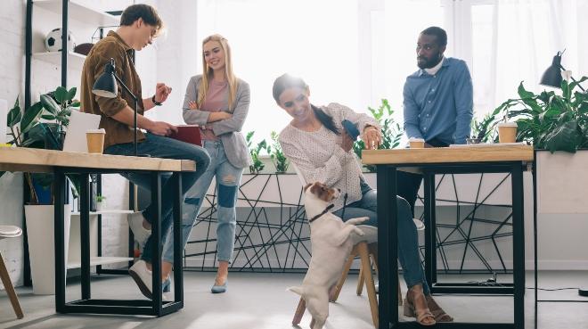 Hund im Büro HundeKausnacks Magazin