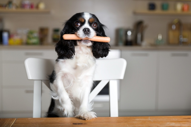 Hund mit Geflügelwurst im Maul - Geflügelwürstchen für Hunde