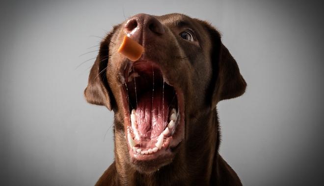 Geflügelwürstchen für Hunde HundeKausnacks Magazin