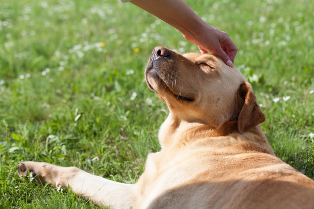 Glücklicher Hund wird gestreichelt