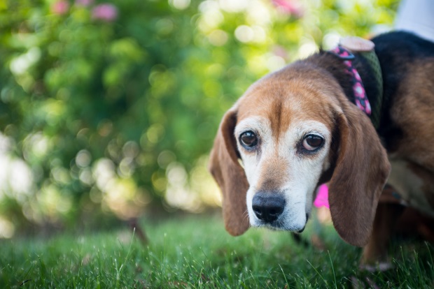 Ein Hund kauert auf der Wiese und lässt die Ohren hängen 