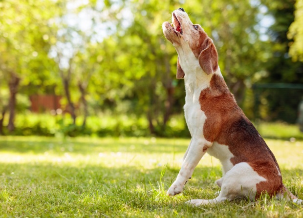 Ein Beagel sitzt auf der Wiese und bellt laut. Bei Jagdhunden wie dem Beagel kommt es häufig vor, dass der Hund ständig fiept