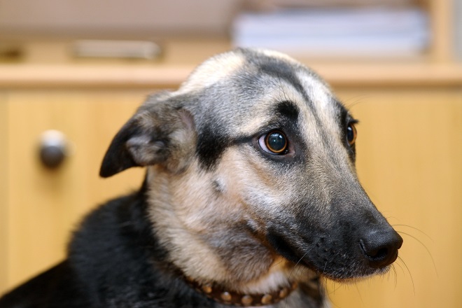 Hund fiept ständig - Magazin