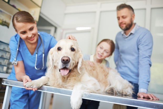 ein Hund liegt beim Tierarzt auf dem behandlungstisch und wird gestreichelt.