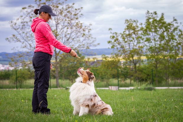 Frau trainiert Hütehund