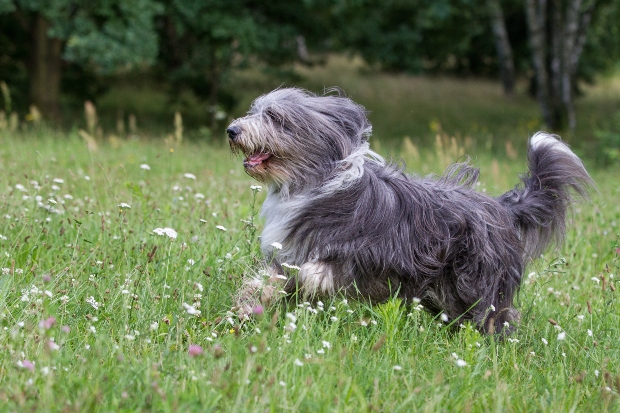 Australian Shepherd - Hütetrieb bei Hunden