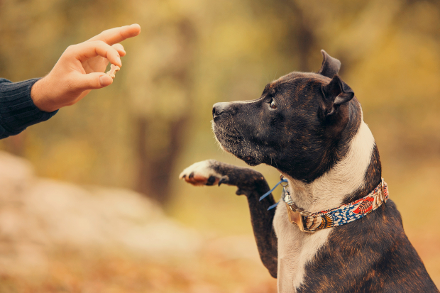 Herrchen zeigt dem Hund ein kleines Leckerli 