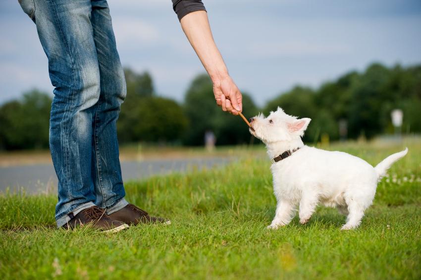 Leckereien für Hunde