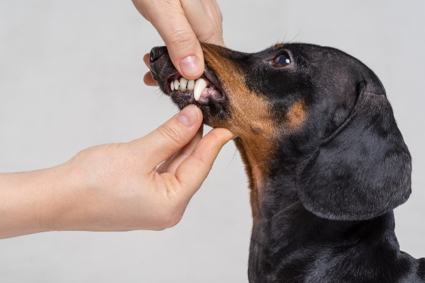 Frau prüft Zähne eines Hundes