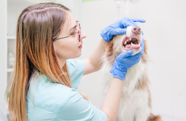 Hund wird von Tierärztin untersucht