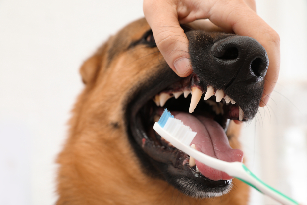 Zähne vom Hund werden mit Zahnbürste geputzt