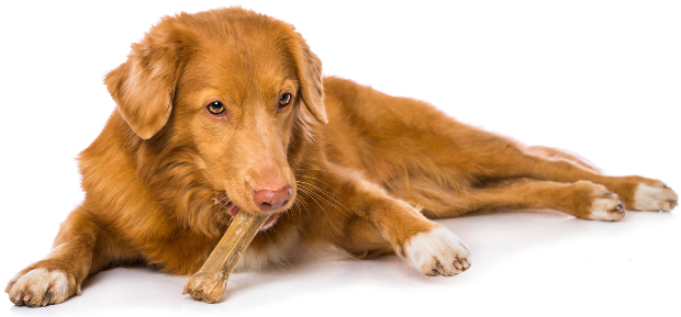 Hund kaut auf einem Kauknochen - Leckereien für Hunde