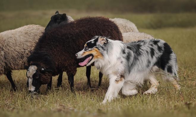 So kontrollieren Sie den Hütetrieb bei Hunden