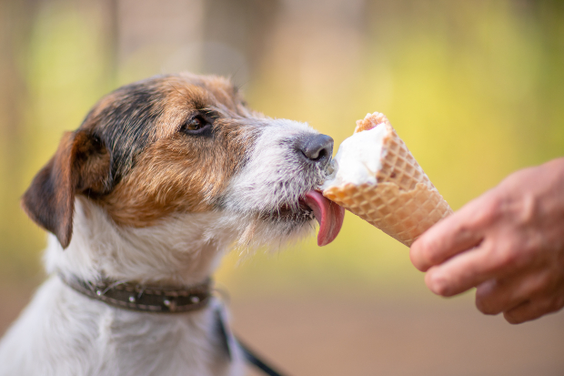 Hund schleckt an einem Waffeleis